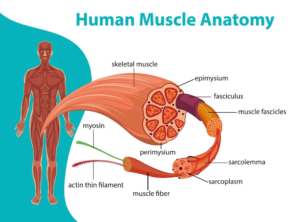 The muscle fibre anatomy