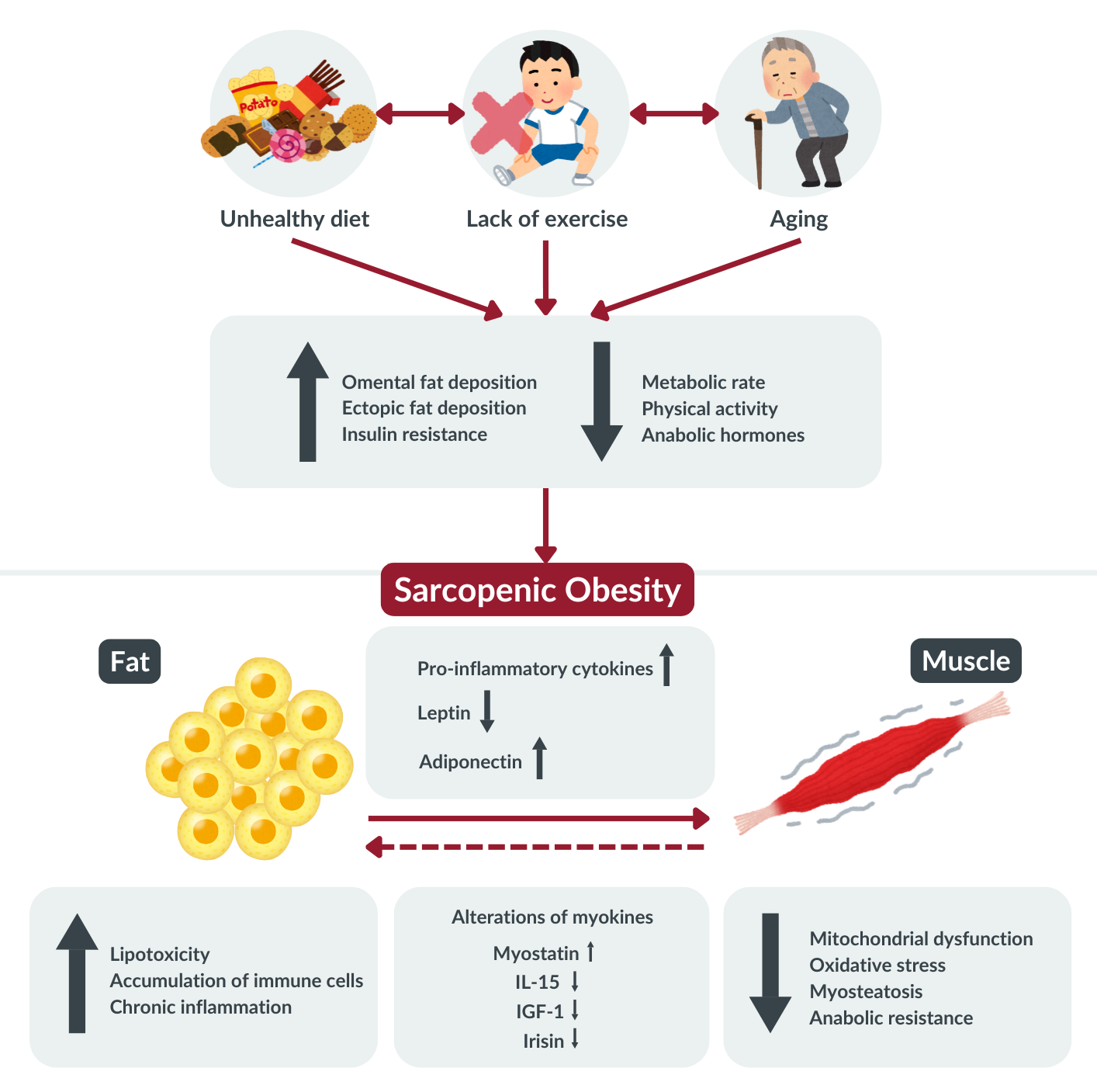 Pathogenesis of Sarcopenic Obesity